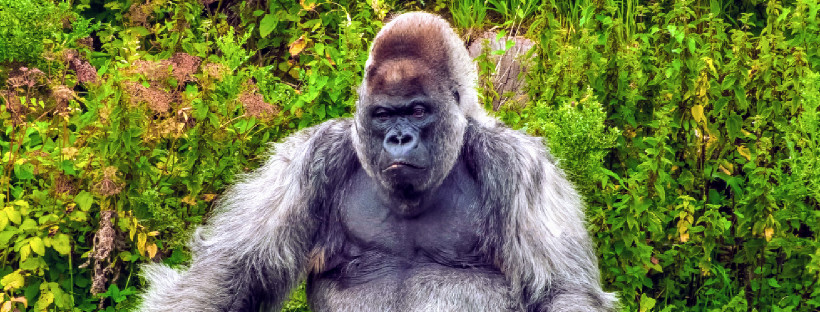 Gorilla Mindset by Mike Cernovich | An Honest, In-Depth Review 20190122 120156 00002