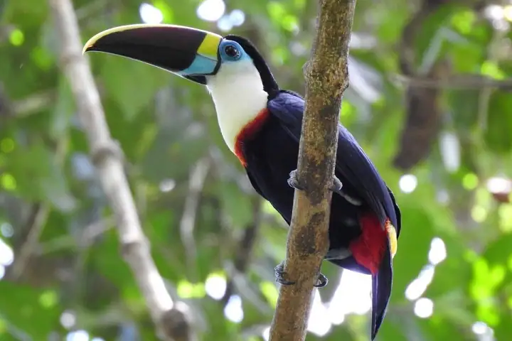Wild Colombian Animals: Find the Untouched Beauty of This Colorful Country animals native to colombia