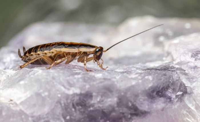 Earwigs & Silverfish: Why These Moisture-Loving Pests Keep Coming Back Screenshot 20 1