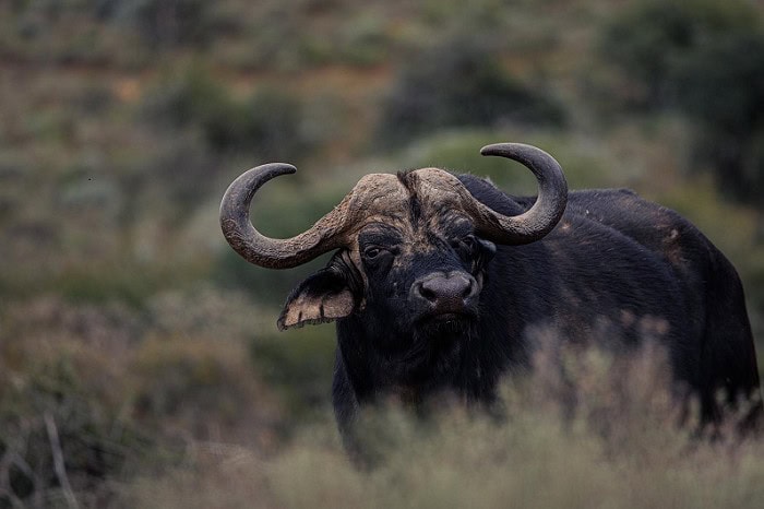 South Africa Cape Buffalo Hunt: Domesticating Africa’s Most Ferocious Game Screenshot 7 2