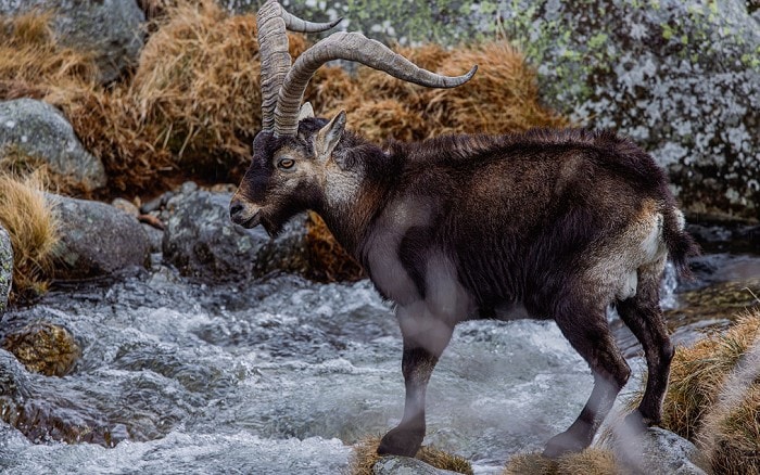 Gredos Ibex Hunt in Spain: The Complete Guide and Why Your Holiday Partner is the Best Spanish Hunting Screenshot 8 4