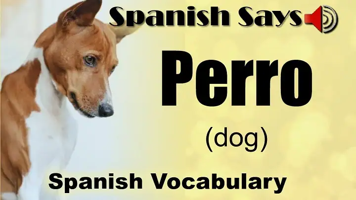 Dog in Spanish: Meaning, Pronunciation, and Everyday Life dog in spanish