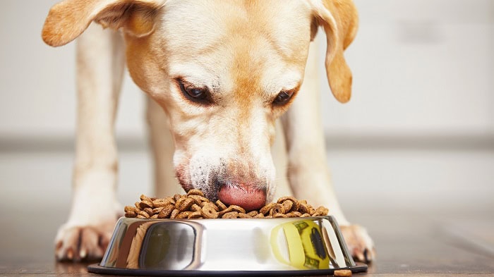 5 Must-Know Facts About Dog Herbal Products 5 Must Know Facts About Dog Herbal Products
