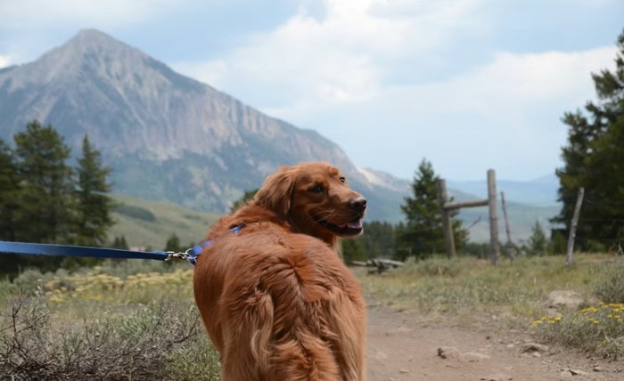 Want To Take Your Dog Hiking? Ensure the Two of You Are Prepared First Screenshot 1