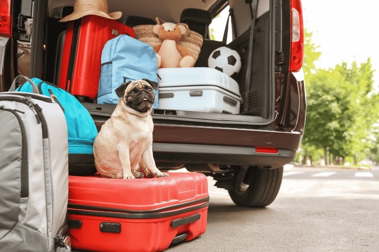 The Best Dog Supplements for Travel Anxiety: Calm Your Pup on the Go Screenshot 91
