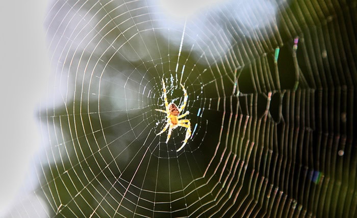 Benefits of Regular Spider Control for Anaheim Homeowners Benefits of Regular Spider Control for Anaheim Homeowners