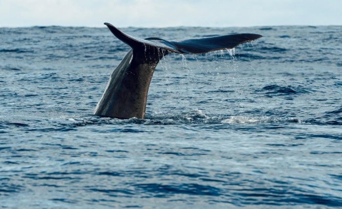 Whale Watching Ethics: What a Responsible Gray Whale Encounter Looks Like Whale Watching Ethics What a Responsible Gray Whale Encounter Looks Like